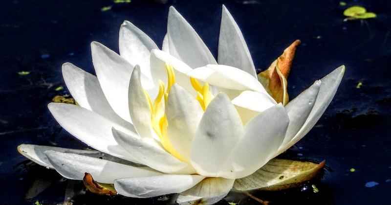 Blooming in the Mud