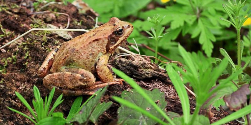 Frösche sind ärger als Güterzüge