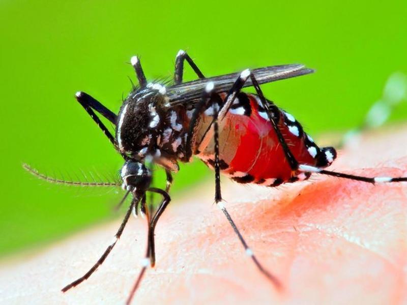 VOX POPULI: Mosquitoes are the world’s top predator, share traits with 2nd