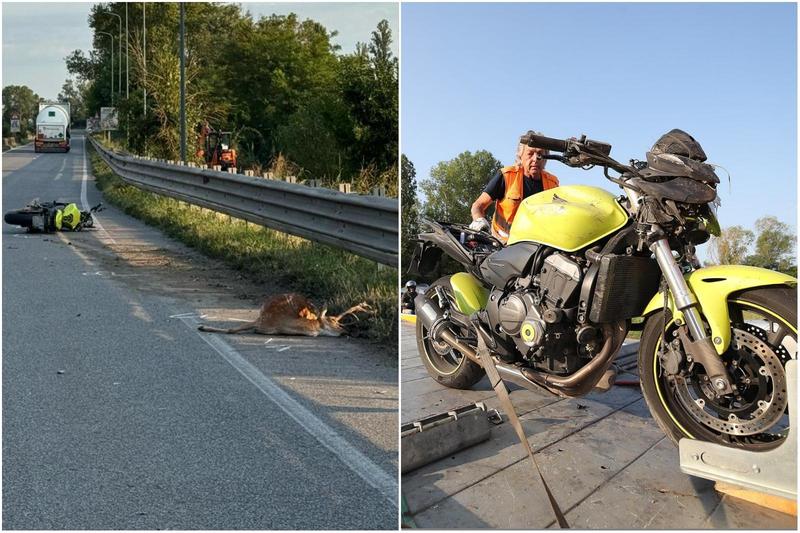 In moto contro un daino: centauro all’ospedale