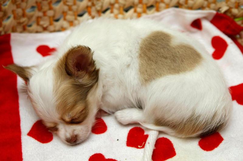 Cane sbranato e ucciso: no al risarcimento per il dolore dei padroni