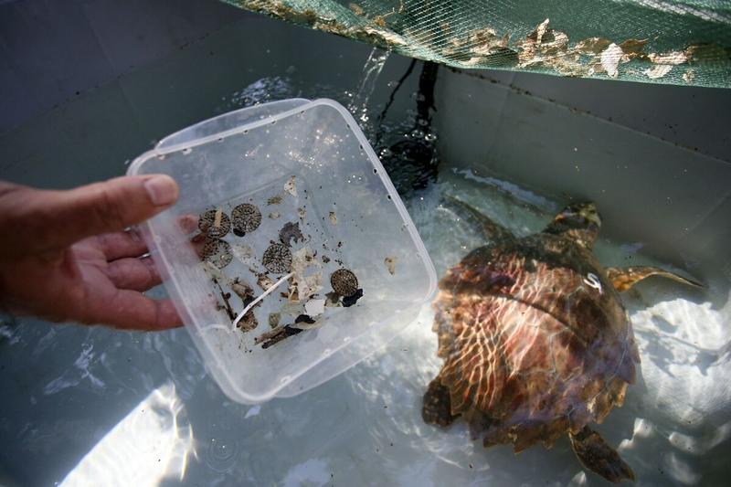Plastic Ain’t Fantastic When It’s Hiding in Your Brain