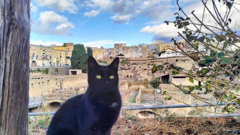 Ercolano come il Colosseo,Â i gatti Â«patrimonioÂ»Â degli Scavi archeologici