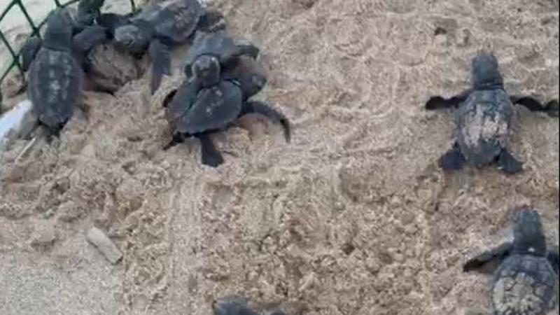 Tartarughe Caretta Caretta, 23 nuove nate a Sabaudia e nido depositato a Passoscuro