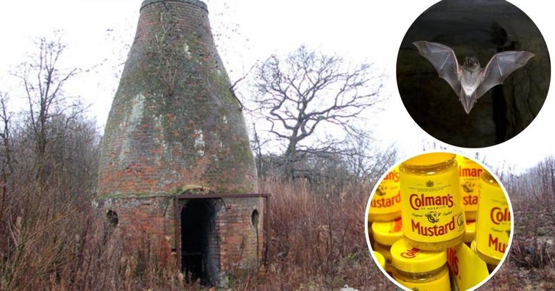 Crumbling Colman's relic to be transformed into a home for bats