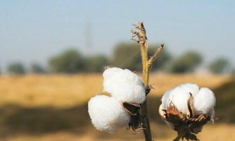 Punjab’s cotton harvest reaches 609,000 bales