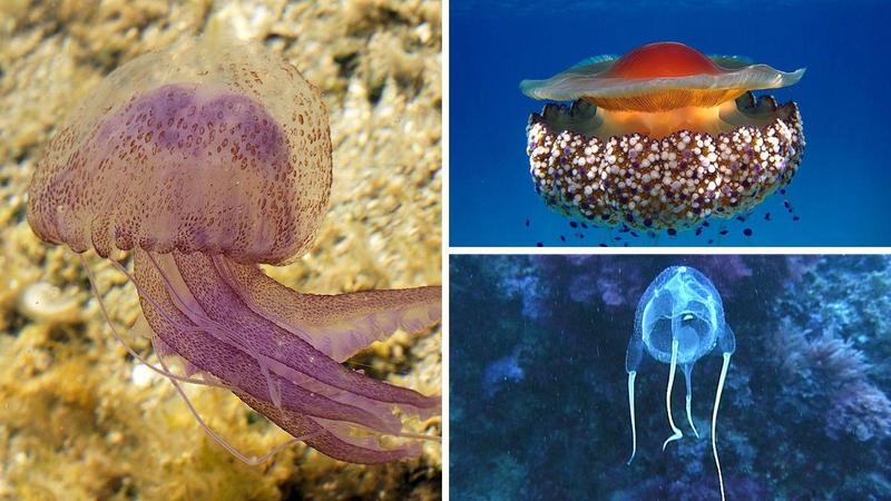 Meduse nei mari italiani: guida fotografica per riconoscere quelle urticanti e innocue, distinguerle e rispettarle