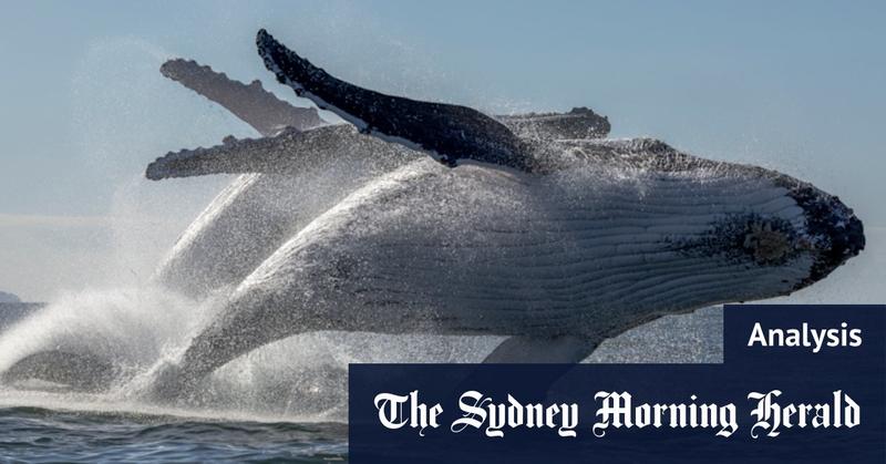Sydney had free trains for 54 hours. A lot of us went whale watching