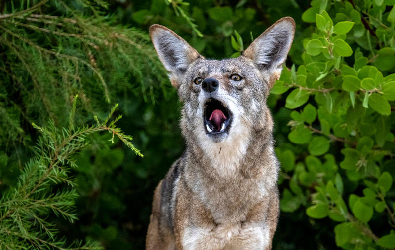 Mother rescues her 6-year-old son from coyote attack at California park