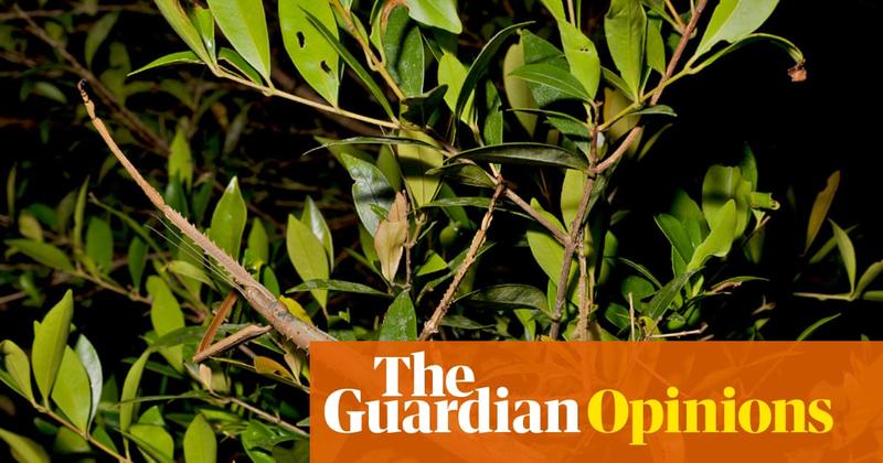 A huge stick insect has been discovered in Australia. Here’s why that’s important