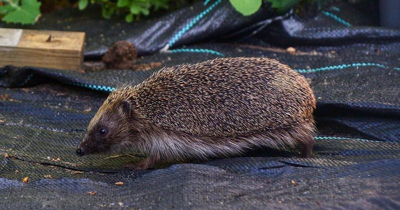 How we used a night vision camera to film hedgehogs in our Norfolk garden