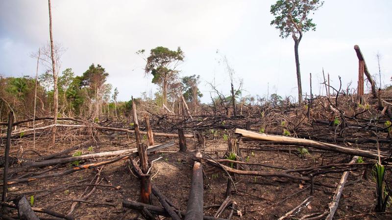 Soliloquios de café: ¿Por qué emprender la reforestación de la Sierra de Portuguesa?