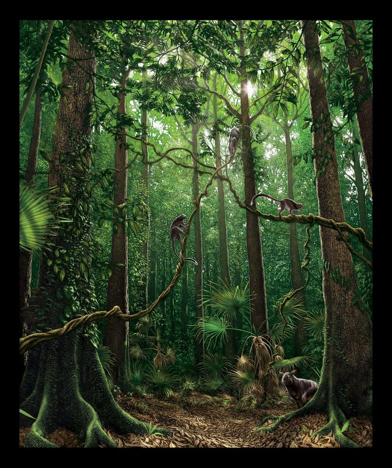 56 million years ago, Earth underwent rapid global warming. Here’s what it did to pollinators