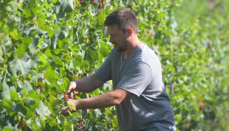 Terre d’Oltrepò, parte la vendemmia più triste della storia