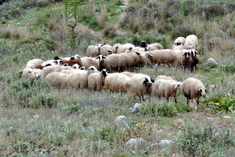 Κατόπιν εορτής το κυνήγι των κλεμμένων