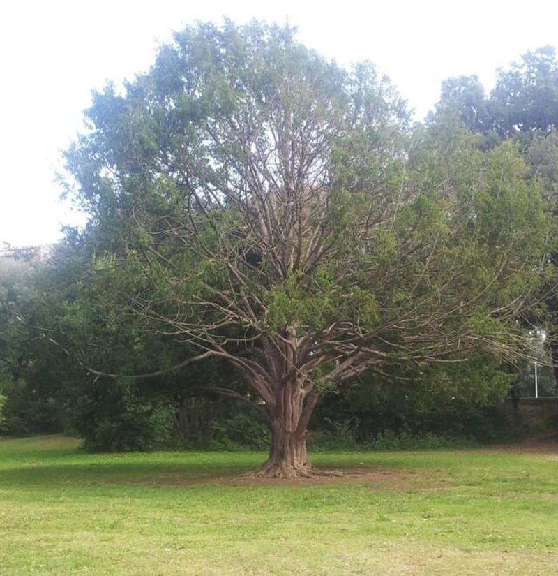 Livorno e i suoi alberi monumenti realizzati da sua maestà la Natura: l’omaggio a 14 gioielli