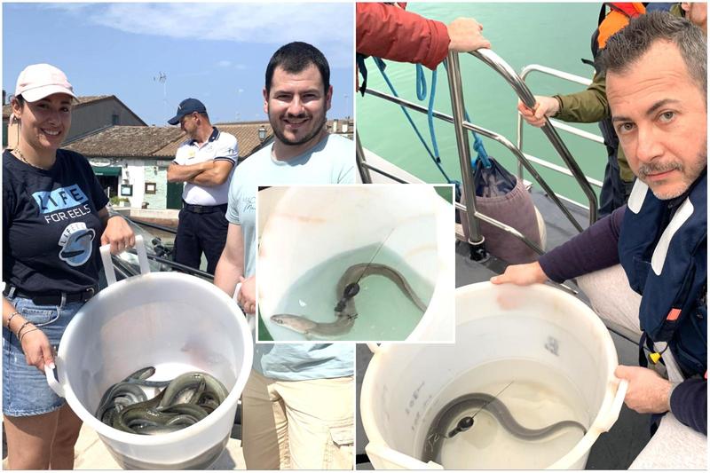 Anguilla europea, specie in estinzione: a migliaia saranno liberate in mare