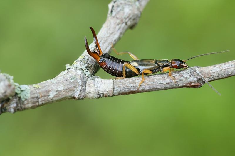 My daily surveys suggest British earwigs are declining drastically
