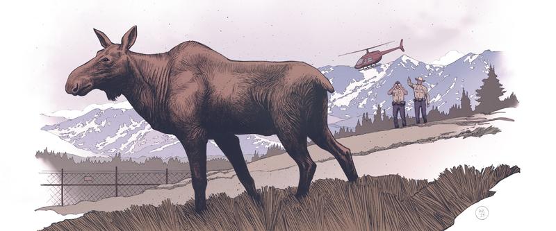 Moose have lived in Colorado for centuries – unpacking the evidence from history, archaeology and oral traditions