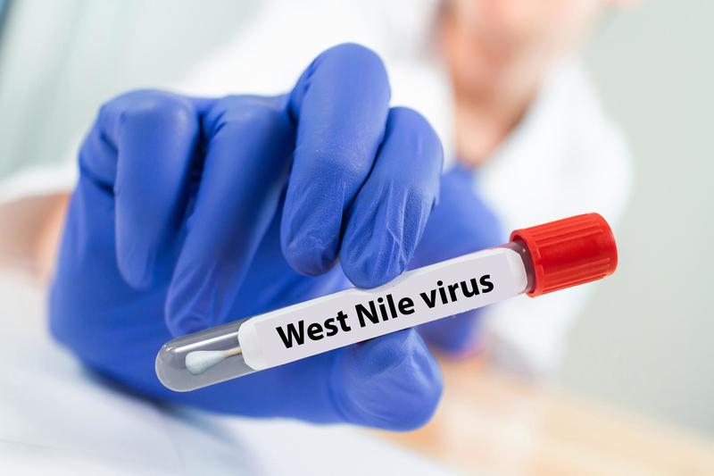 Virus West Nile, primo morto in Lombardia: un uomo di 85 anni deceduto al Bassini di Cinisello