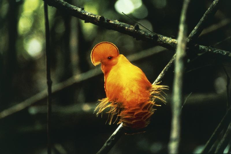 70 years of data show extreme heat is already wiping out tropical bird populations
