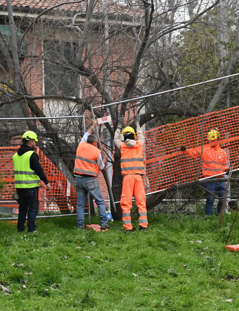 Addio a 470 alberi: sono quelli abbattuti dall’inizio dell’anno su un totale di 85mila
