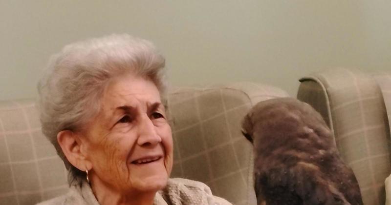 Charity takes rescued owls to visit care home