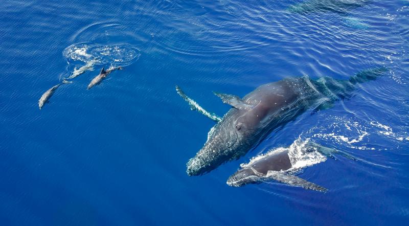 Whales and dolphins regularly hang out with each other – new study