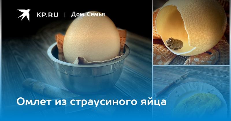 Омлет из страусиного яйца