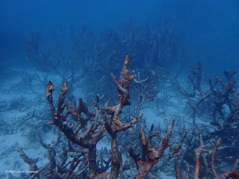 Safe no more: off-the -charts marine heat has severely damaged Ningaloo and other pristine coral reefs
