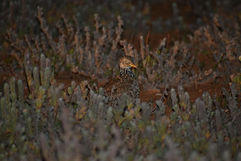 We tracked one of Australia’s most endangered birds into strange new habitat