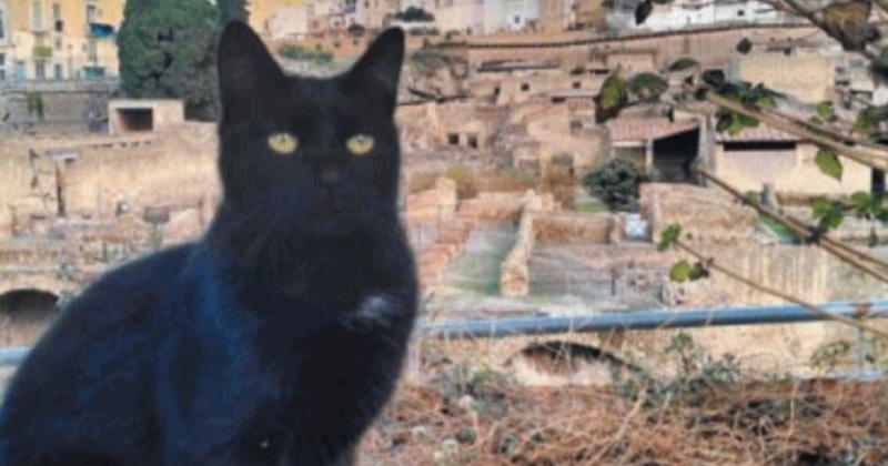 Dal Colosseo ad Ercolano : i gatti custodi della Storia