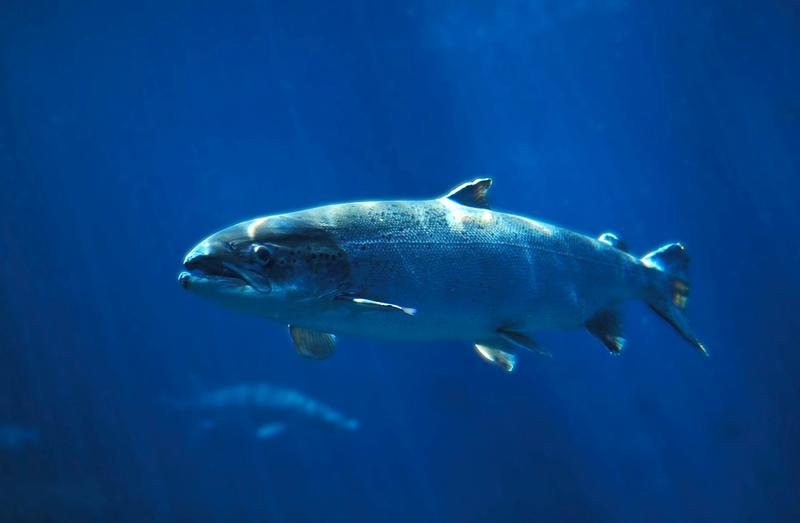 Wild salmon are the Zendayas of the fish world – what that tells us about conservation