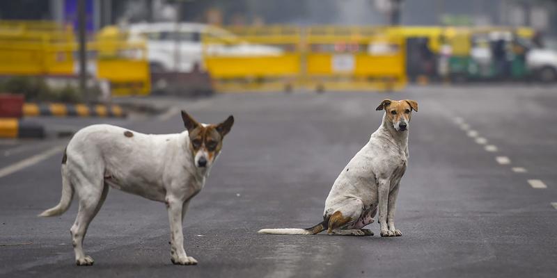 Should the Dogs Go to Pakistan?