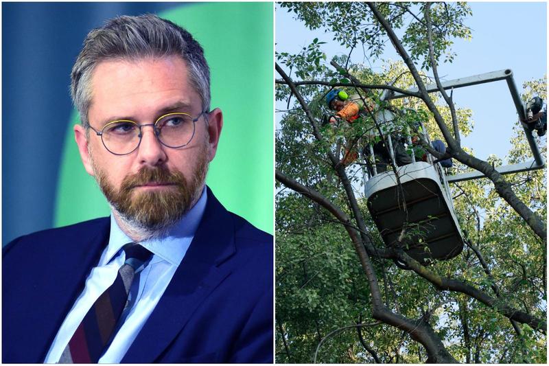 Alberi tagliati e non solo, il sindaco lancia il servizio “contro le fake news”