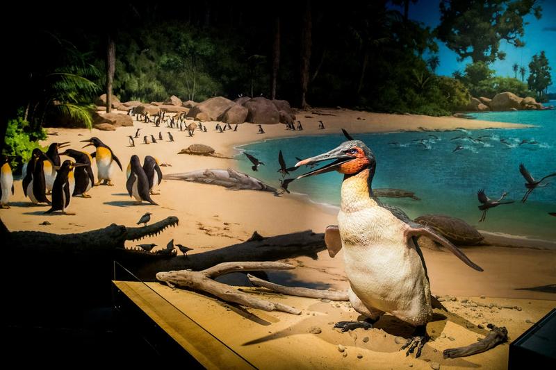 Dagger beaks and strong wings: new fossils rewrite the penguin story and affirm NZ as a cradle of their evolution
