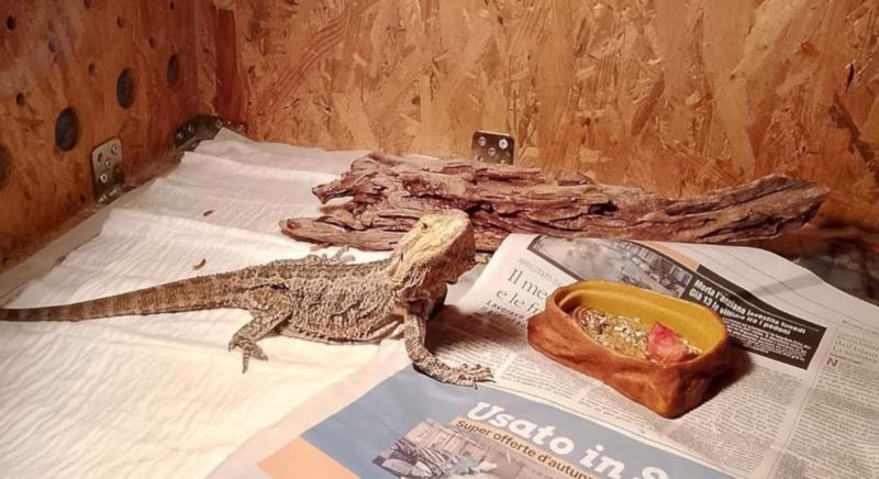 Merate, l'adozione dopo l'abbandono: il draghetto barbuto Grisù ha una nuova casa
