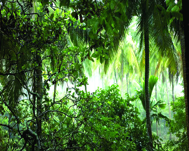 Tropical Forests: Earth’s Climate Command Centres Under Siege