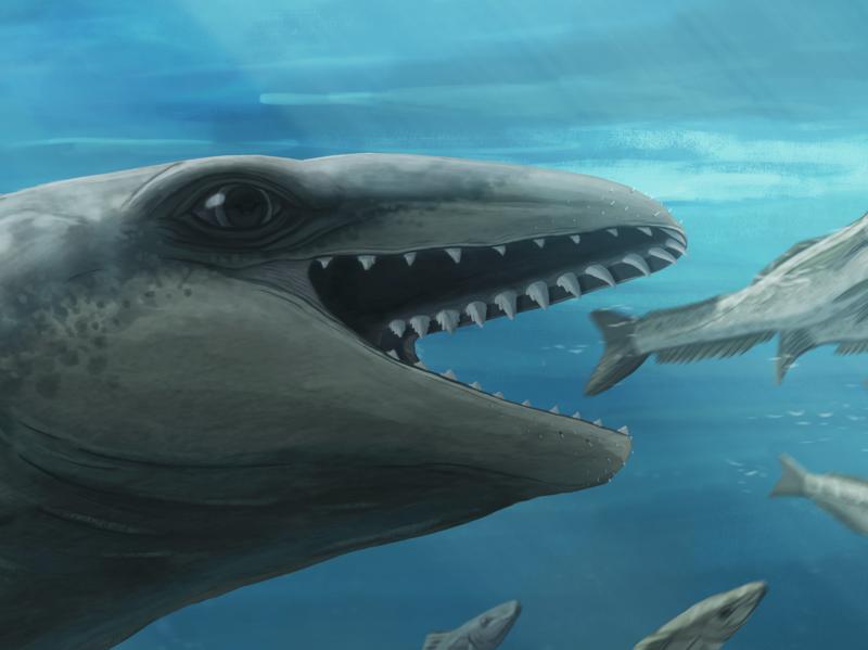 A cornucopia of tiny, bizarre whales used to live in Australian waters – here’s one of them