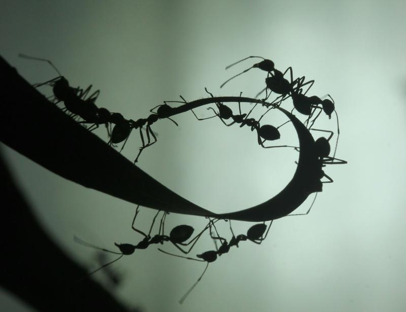 As human teams get bigger, they get less efficient. But these ants have found a solution
