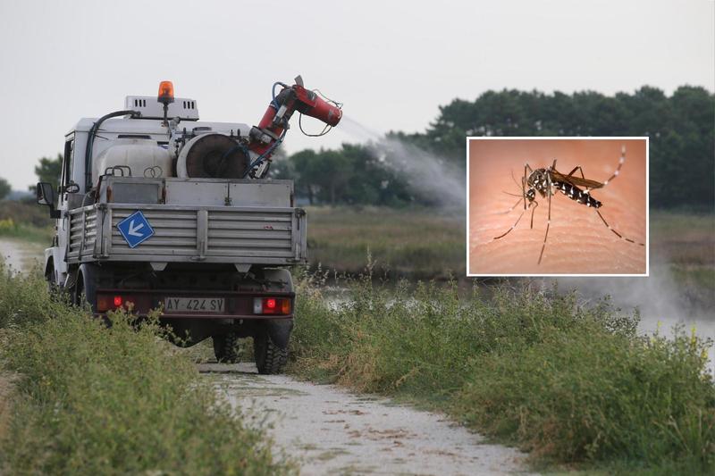 Boom di zanzare aggressive, via ai trattamenti straordinari: “Focolai non raggiungibili”