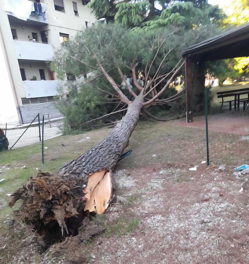 La tragedia sfiorata: crolla un grosso albero e si abbatte sull’area giochi