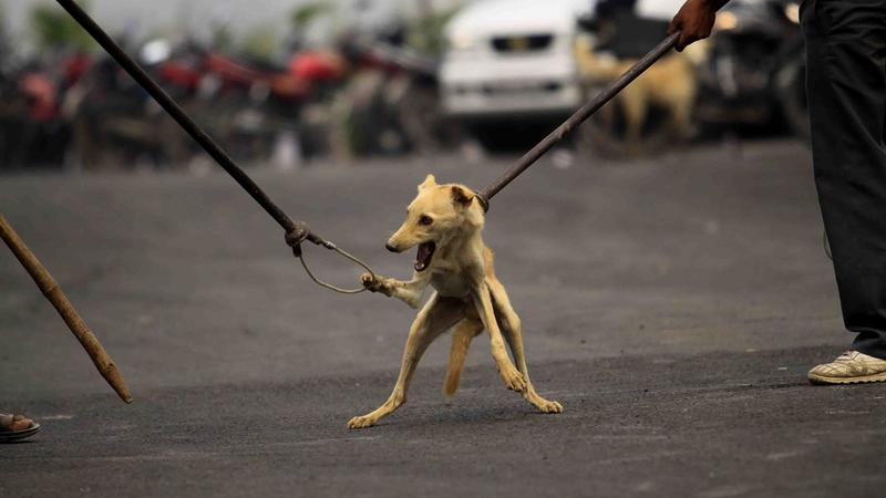 Don’t blame the street dogs. It is only an easy way out