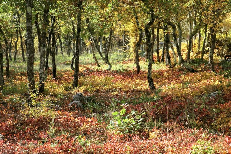 Biodiversité : pourquoi ce mot est souvent mal compris