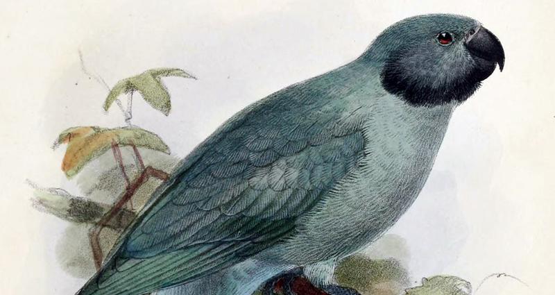 The Rodrigues parakeet’s last day: what one extinct bird tells us about the role of museums