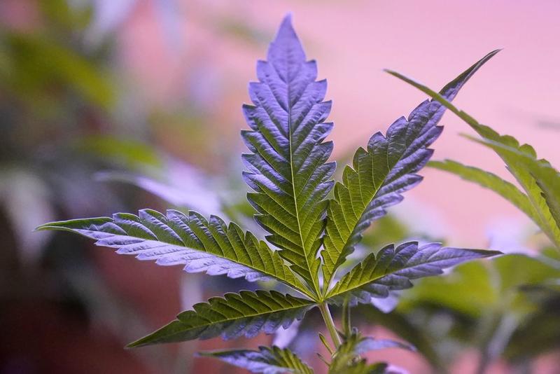 Rescheduling marijuana would be dangerously premature 
