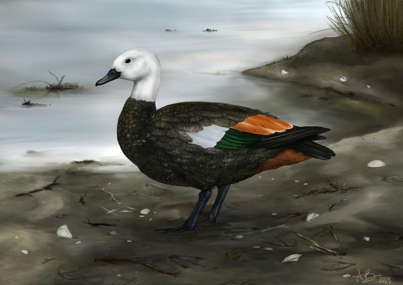 The discovery of an extinct shelduck highlights the rich ancient biodiversity of the remote Rēkohu Chatham Islands
