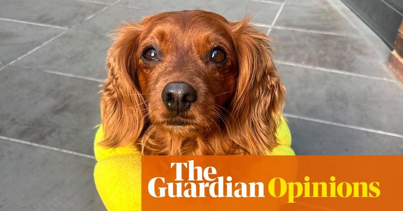 When Odie the cavoodle needed emergency surgery, the veterinary staff showed why they are the unsung heroes of healthcare