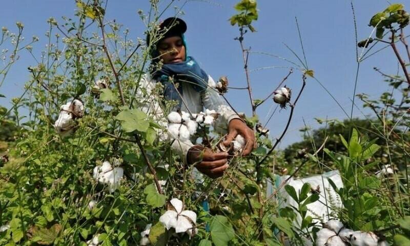 Labelling system for cotton seeds gets green light