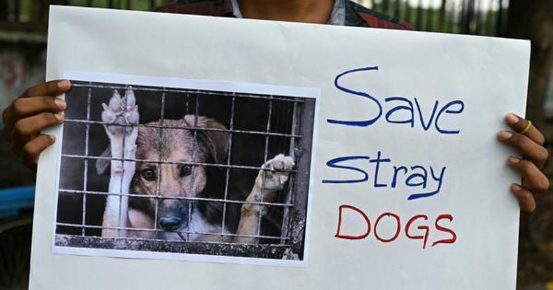 What the outrage over stray dogs says about the moral compass of middle-class Indians